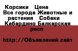 Корсики › Цена ­ 15 000 - Все города Животные и растения » Собаки   . Кабардино-Балкарская респ.